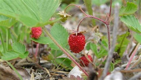 Michigan Wild Berry Plant Identification Garden Guides