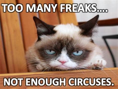 Sounds Like A Typical Day At Work Grumpy Cat Quotes Funny Grumpy Cat