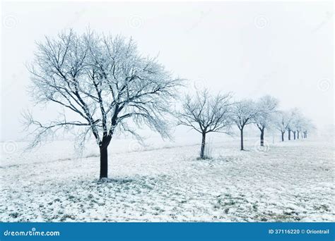 Winter Tree Line On A Field Stock Photo Image Of Landscape Overcast