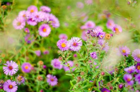 Purple Flowers Stock Image Image Of Field Lawn Grass 226850367