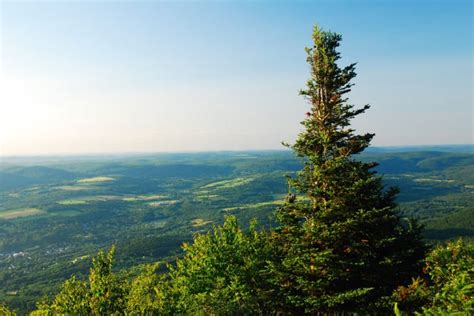 Mount Greylock Has The Only Taiga Forest In Massachusetts