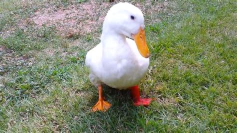 thanks to a 3d printed foot buttercup the duck can now walk normally using 3dprinting