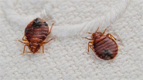 2022 Bed Bug Exterminator Costs Heat Treatment Cost Homeguide