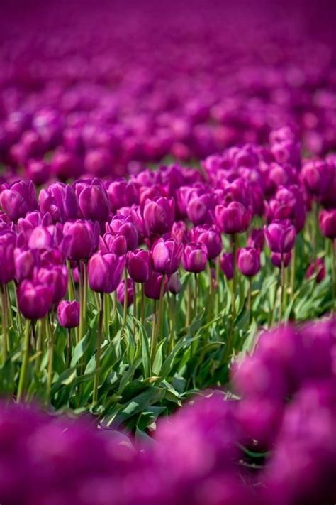 Purple Tulips Are Growing In The Field
