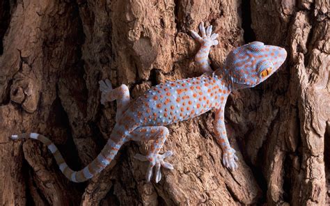Brown Gecko Reptile