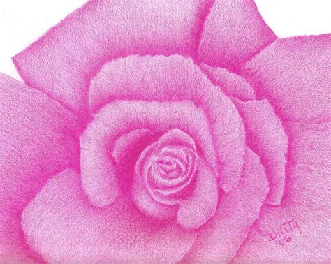 Hot Pink Rose Drawing By Dusty Reed
