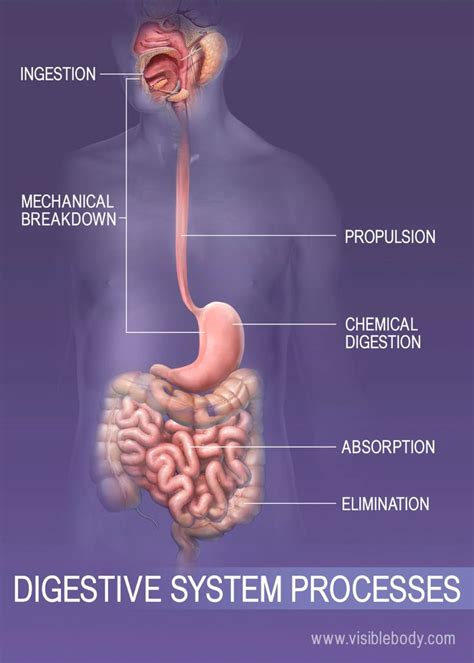 Definition Of Ingestion In Digestive System