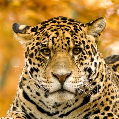 Jaguar Tropical Rainforest Animals Jaguar Guide How To Identify Where