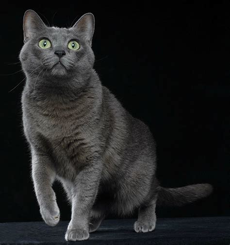 Persiani gatti in tutta italia. Foto di gatti: 7 felini bellissimi - VelvetPets