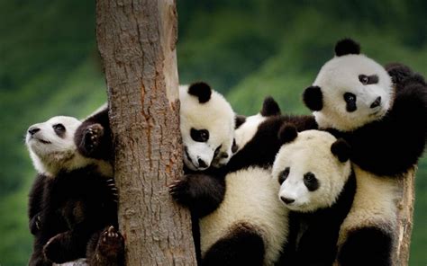 10 Best Cute Wallpaper Of Panda You Can Download It At No Cost