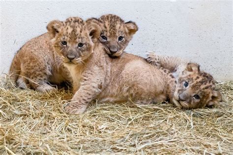 Help Name Indianapolis Zoos Lion Cub Trio Zooborns