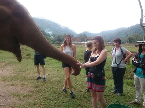 A Guide To Volunteering At Elephant Nature Park New Shades Of Hippy