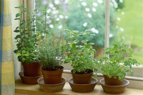 How To Keep Herbs Alive In Winter