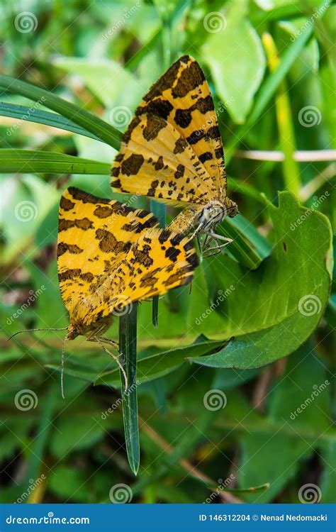 Meeting Of Two Yellow Butterflies Stock Photo Image Of Brown Grass