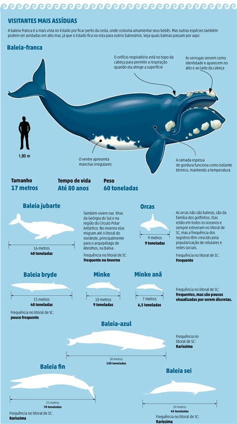 Quais Características Do Desenho Permitem Identificar Qual é A Baleia