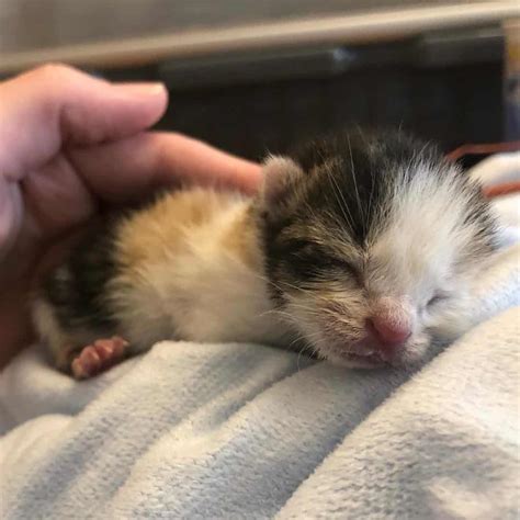 Solo Surviving Neonatal Kitten Rescued At A Day Old Once Surrounded By