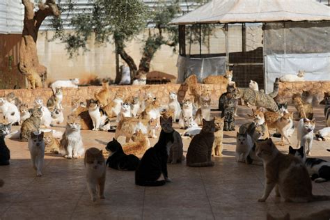 Syrian Cat Sanctuary Home To Over 1000 Felines Stranded By War Daily