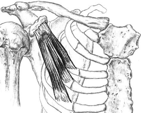 Pectoralis Minor Castlebodywork