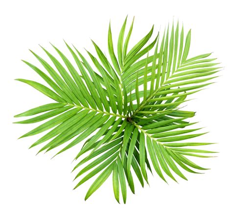 groen blad van palmboom geïsoleerd op transparante achtergrond png