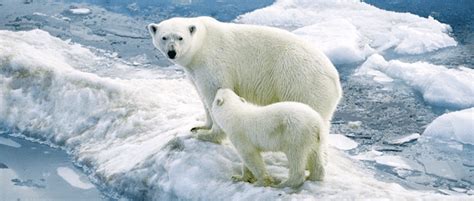 Usfws Releases Final Polar Bear Conservation Plan The Wildlife Society