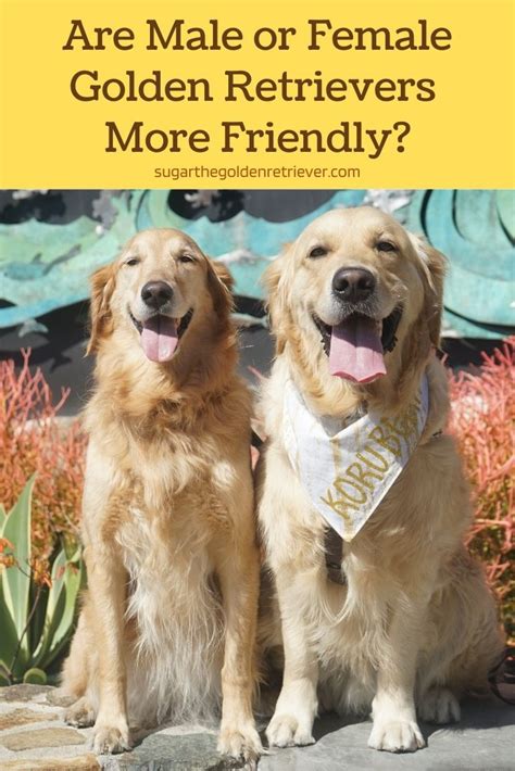 Why Are Golden Retrievers So Loyal And Friendly Golden Woofs