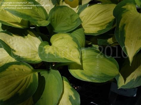 Plantfiles Pictures Hosta Captain Kirk Hosta By Diohio