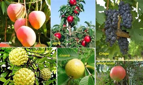 Fruits And Their Types In Flowering Plants Online Science Notes
