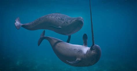 Baby Narwhal 10 Incredible Narwhal Fact And Incredible Pictures A Z