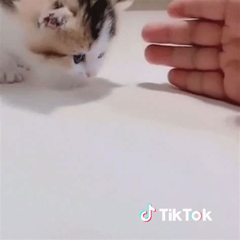 Chat Hello  By Tiktok France Find And Share On Giphy
