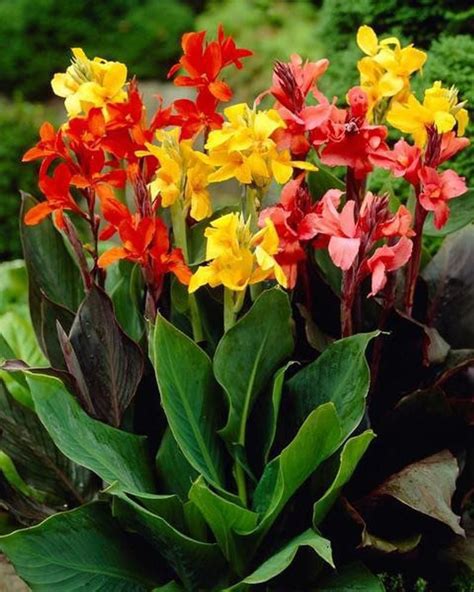 This is the reason why they are largely pest resistant, though some caterpillars and beetles may still. Canna Lily Bulb Mix 3 Bulbs | Tall plants, Plants, Lily garden