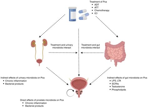 The Human Microbiome Links To Prostate Cancer Risk And Treatment Review