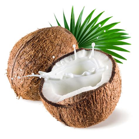 Coconut Tree With Coconut Png Download Coconut Png Picture Hq Png