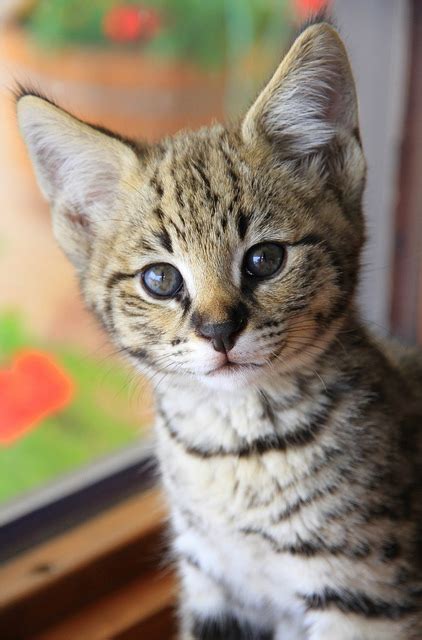 Savannah cat breed kittens are available all yearlong. Savannah Cat Owners #1 Guide! | Kitten Cost, Breeders, Advice