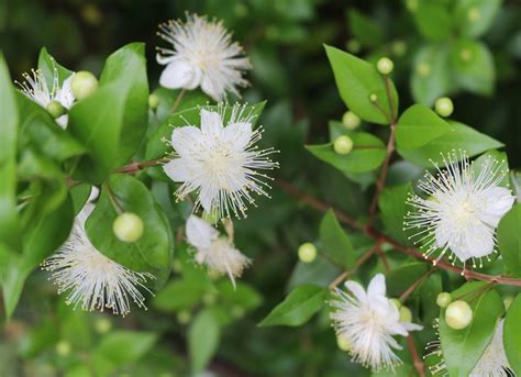 Shade Plants 20 Plants That Dont Need Sun Bob Vila