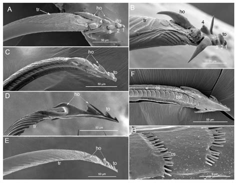 Insects Free Full Text Comparative Morphology Of The Mouthparts In