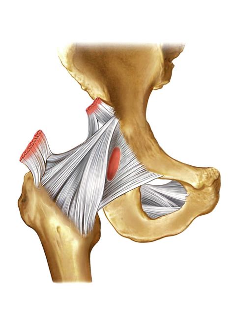 Hip Joint Photograph By Asklepios Medical Atlas Porn Sex Picture