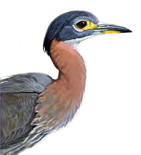 Heron Png Picture Great Blue Heron Clipart Large Size Png Image