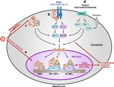 Revisiting The Estrogen Receptor Pathway And Its Role In Endocrine