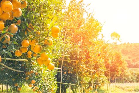 Orange Orchard In Morning Stock Image Image Of Agriculture 77383933