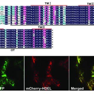 Molecular Characterization And Subcellular Localization Of Gmdad