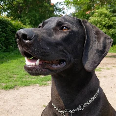 18 Weimaraner Mixes Which One Do You Like The Look Of The Dogman