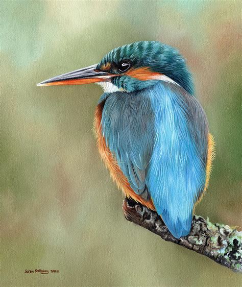 Kingfisher Painting By Sarah Stribbling