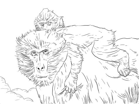 Baboon Coloring Pages Coloringbay