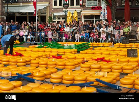 Cheese Market Alkmaar In Holland Stock Photo Alamy