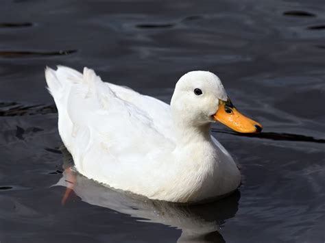 Duck Pictures Gallery Animals Blog
