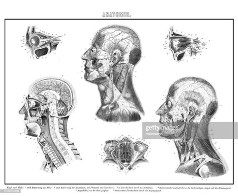 Old Engraved Illustration Of Human Head And Neck Anatomy High Res Stock