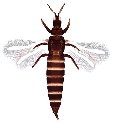 One Generic Synonym And One New Species Of Phlaeothripidae From India