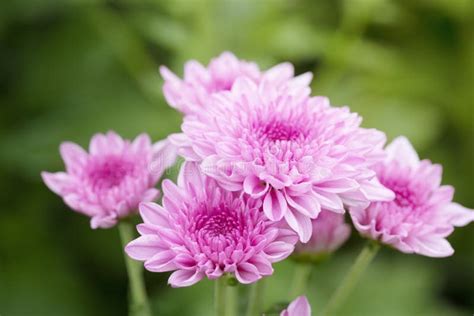 Pink Chrysanthemum Flowers Stock Image Image Of Garden 122519125