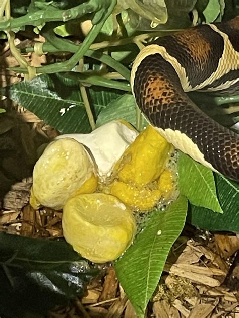 Is This Normal Poop For My Snake Rsnakes