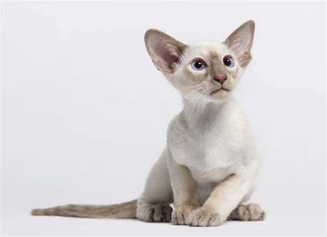 How To Care For Oriental Shorthair Cats Prettylitter